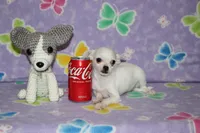 Toby, a male Chihuahua for sale in Sabillasville, MD – 1 of 5