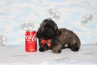 Rusty, a male Poodle - Toy  for sale in Sabillasville, MD – 3 of 8