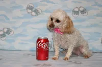 Peaches, a female Poodle - Toy  for sale in Sabillasville, MD – 3 of 10