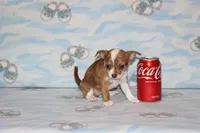 S-4, a female Chipoo for sale in Sabillasville, MD – 3 of 5