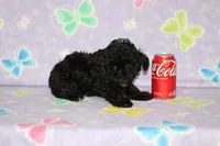Shadow, a male Poodle - Toy  for sale in Sabillasville, MD – 7 of 8