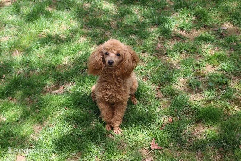 Sweet Pea – Poodle - Toy  puppy for sale in Sabillasville, MD