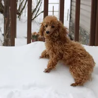 Sweet Pea, a female Poodle - Toy  for sale in Sabillasville, MD – Photo 6 of 6