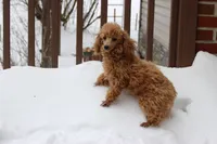 Sweet Pea, a female Poodle - Toy  for sale in Sabillasville, MD – Photo 6 of 6