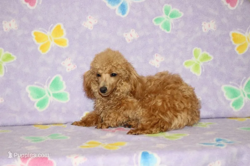 Sweet Pea – Poodle - Toy  puppy for sale in Sabillasville, MD