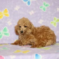 Sweet Pea, a female Poodle - Toy  for sale in Sabillasville, MD – Photo 1 of 6