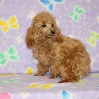 Sweet Pea, a female Poodle - Toy  for sale in Sabillasville, MD – Photo 2 of 6