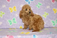 Sweet Pea, a female Poodle - Toy  for sale in Sabillasville, MD – Photo 1 of 6