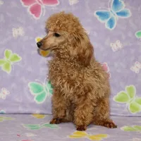 Sweet Pea, a female Poodle - Toy  for sale in Sabillasville, MD – Photo 5 of 6