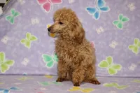 Sweet Pea, a female Poodle - Toy  for sale in Sabillasville, MD – Photo 5 of 6