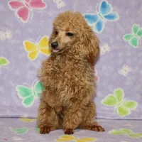 Sweet Pea, a female Poodle - Toy  for sale in Sabillasville, MD – Photo 4 of 6