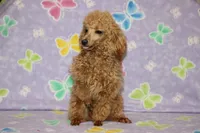 Sweet Pea, a female Poodle - Toy  for sale in Sabillasville, MD – Photo 4 of 6