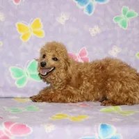 Sweet Pea, a female Poodle - Toy  for sale in Sabillasville, MD – Photo 3 of 6