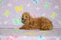 Sweet Pea, a female Poodle - Toy  for sale in Sabillasville, MD – Photo 3 of 6