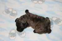 E-1, a male Poodle - Toy  for sale in Sabillasville, MD – 3 of 6