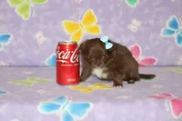 A-2, a female Chihuahua for sale in Sabillasville, MD – Photo 5 of 6