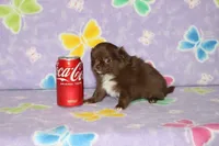 A-2, a female Chihuahua for sale in Sabillasville, MD – Photo 3 of 6