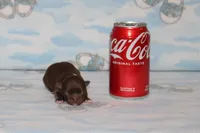 A-2, a female Chihuahua for sale in Sabillasville, MD – Photo 2 of 3