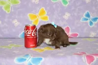 A-2, a female Chihuahua for sale in Sabillasville, MD – Photo 6 of 6