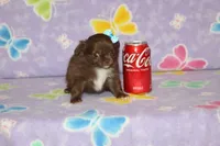 A-2, a female Chihuahua for sale in Sabillasville, MD – Photo 4 of 6