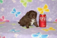 A-2, a female Chihuahua for sale in Sabillasville, MD – Photo 1 of 6