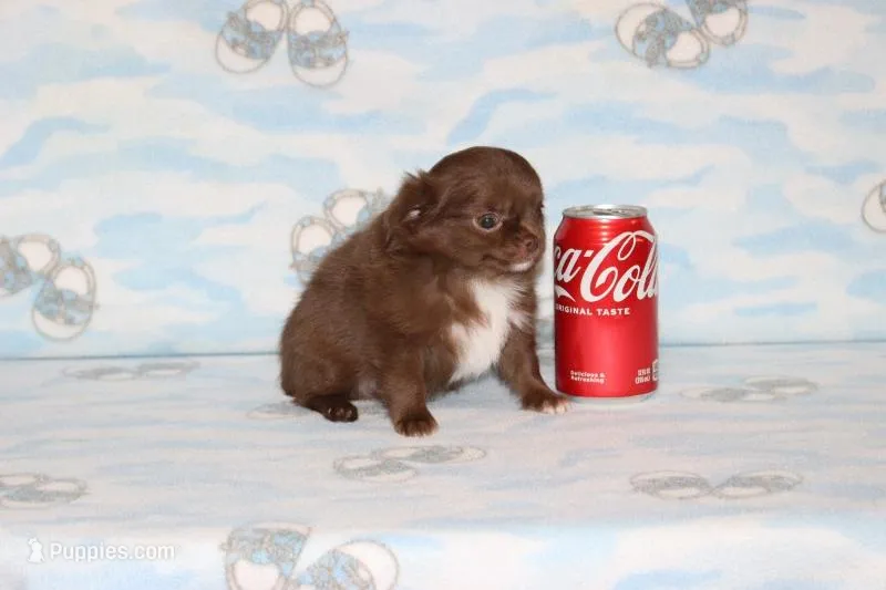 A-2 – Chihuahua puppy for sale in Sabillasville, MD