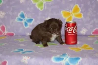 A-2, a female Chihuahua for sale in Sabillasville, MD – Photo 2 of 6