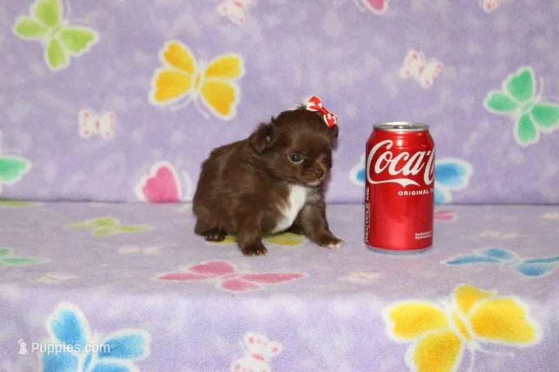 A-2 – Chihuahua puppy for sale in Sabillasville, MD