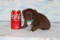 A-2, a female Chihuahua for sale in Sabillasville, MD – Photo 2 of 2