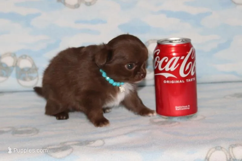 A-2 – Chihuahua puppy for sale in Sabillasville, MD