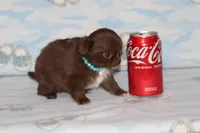 A-2, a female Chihuahua for sale in Sabillasville, MD – Photo 1 of 2