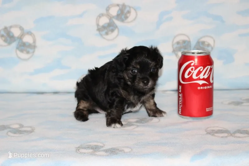 Teddy Bear – Chipoo puppy for sale in Sabillasville, MD
