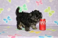 Teddy Bear, a male Chipoo for sale in Sabillasville, MD – 2 of 6