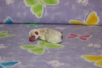 B-2, a male Chipoo for sale in Sabillasville, MD – 2 of 5