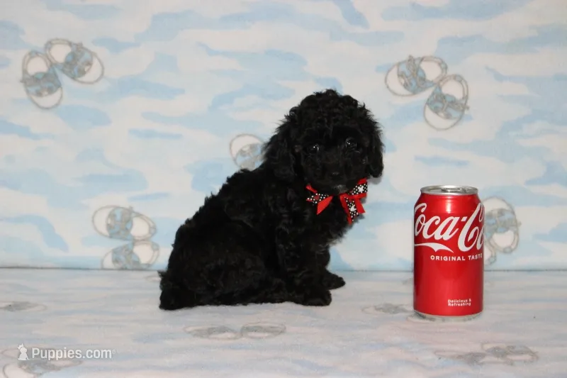 Shadow – Poodle - Toy  puppy for sale in Sabillasville, MD