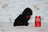 Shadow, a male Poodle - Toy  for sale in Sabillasville, MD – 1 of 8