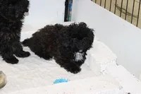 R-2, a female Poodle - Toy  for sale in Sabillasville, MD – Photo 2 of 4