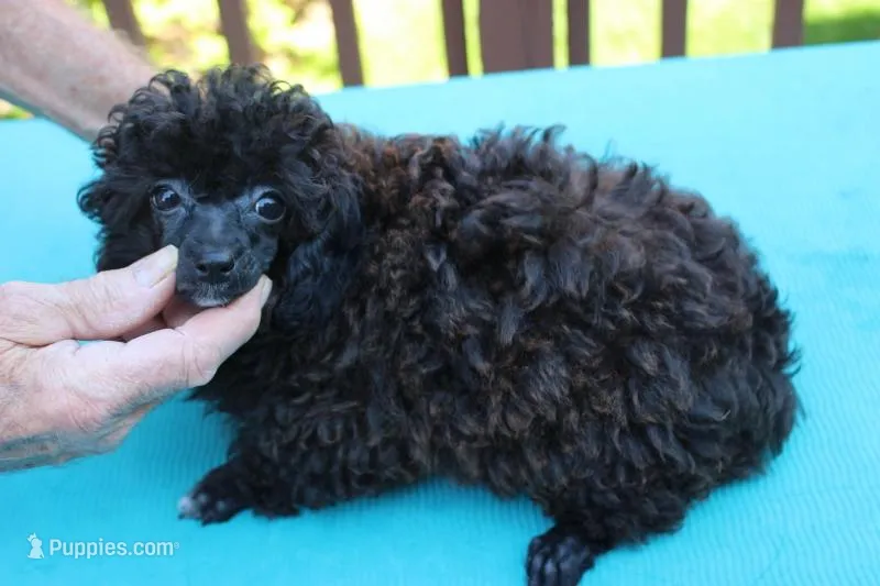 R-2 – Poodle - Toy  puppy for sale in Sabillasville, MD