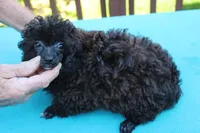 R-2, a female Poodle - Toy  for sale in Sabillasville, MD – Photo 1 of 4