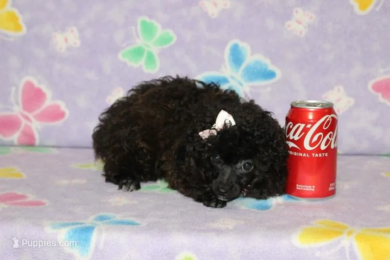 R-2 – Poodle - Toy  puppy for sale in Sabillasville, MD