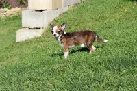 B-1, a male Chipoo for sale in Sabillasville, MD – 5 of 5