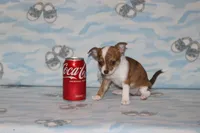 S-4, a female Chipoo for sale in Sabillasville, MD – 4 of 5