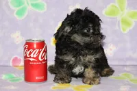 Teddy Bear, a male Chipoo for sale in Sabillasville, MD – 3 of 6