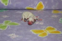 B-2, a male Chipoo for sale in Sabillasville, MD – 3 of 5