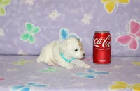 Apricot Blossom, a female Poodle - Toy  for sale in Sabillasville, MD – 3 of 9