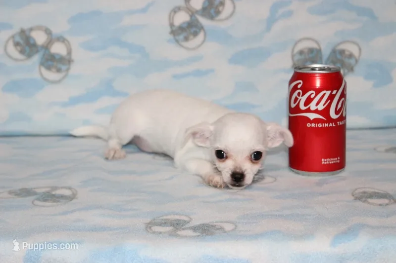 B-2 – Chihuahua puppy for sale in Sabillasville, MD