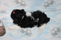 Tiny Dottie, a female Poodle - Toy  for sale in Sabillasville, MD – 3 of 7