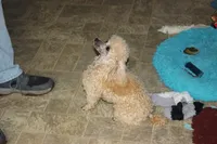 E-2, a male Poodle - Toy  for sale in Sabillasville, MD – Photo 5 of 5
