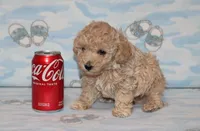 E-2, a male Poodle - Toy  for sale in Sabillasville, MD – Photo 3 of 5