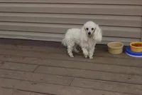 E-2, a male Poodle - Toy  for sale in Sabillasville, MD – Photo 4 of 5